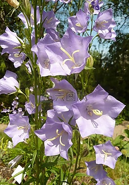 桔梗,盛開,花
