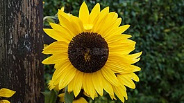 太陽(yáng)花,開(kāi)花,黃色