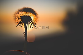 盛開,開花,蒲公英