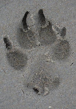 腿部,狗,打印