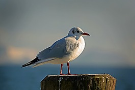 海鷗,鳥(niǎo),天空