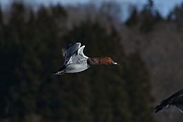 動(dòng)物,鳥,野生鳥類