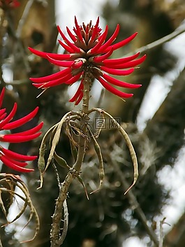 墨西哥,蘆薈,紅花