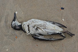 海鷗,死鳥,鳥