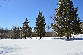 云杉,冬天,雪