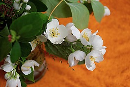 鮮花,白,茉莉