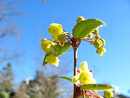 花,花的,自然
