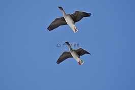 動(dòng)物,天空,鳥