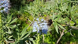 馬德拉,豐沙爾,植物園