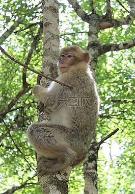 猴子,動(dòng)物公園,動(dòng)物園