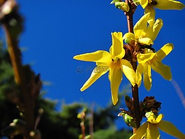花,花的,自然