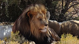 獅子,野生動(dòng)物園,inverdoorn