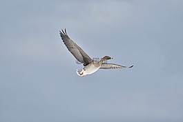 動物,天空,鳥