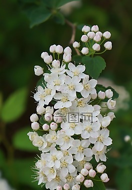 angervo,白花,芽