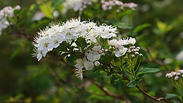 angervo,白花,灌木