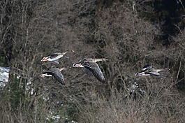 動(dòng)物,鳥,野生鳥類