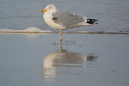 海鷗,海,鳥