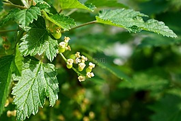 黑醋栗,糖茶,花marjaksi