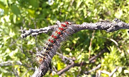 卡特彼勒,舞毒蛾,lymantria dispar