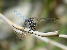 藍蜻蜓,飛蟲,灰蜻屬brunneum