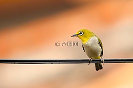 動物,鳥,特寫