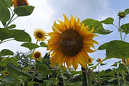 向日葵,夏季,黃色