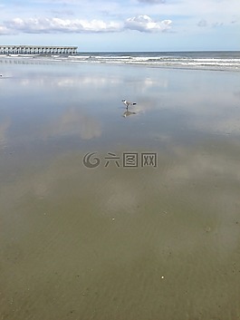 海灘,海鷗,水