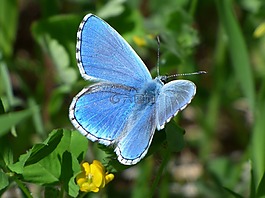 pseudophilotes panoptes,蓝蝴蝶,blaveta的farigola