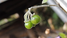 性質(zhì),植物區(qū)系,毛的花園