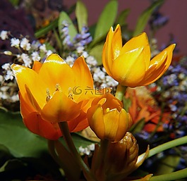 花,開花,黃色
