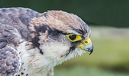 捕食鳥,鳥,野生動(dòng)物