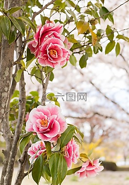 鮮花,茶花,春天