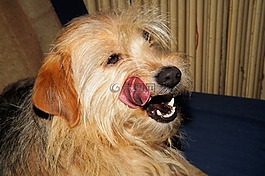 狗,小獵犬,頭