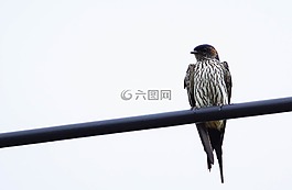 鳥,風(fēng)箏,偽裝