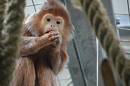 猴子,動物園,可愛