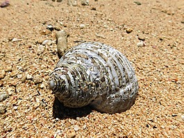 自然,沙,動(dòng)物