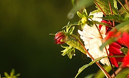 花花园,性质,植物区系
