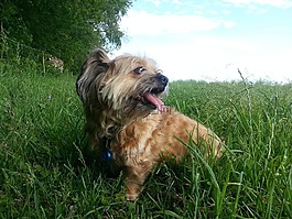 狗,草地上的狗,hundeportrait