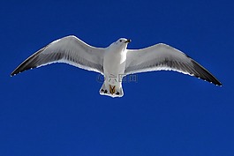 動(dòng)物,天空,海鷗