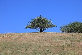 性質(zhì),樹,天空