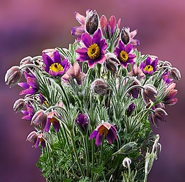 花,pasque 花,春天