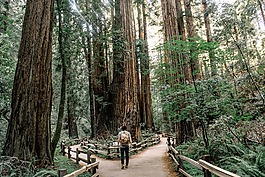籬笆,森林,景觀