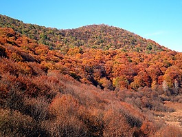 山,秋,景觀