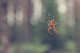 秋,森林,蜘蛛