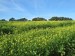 牧場,性質(zhì),景觀