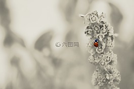 瓢蟲,花園,昆蟲