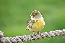 芬奇,serin,野生動(dòng)物