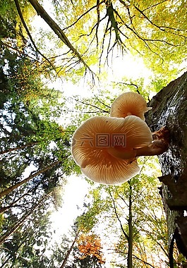 蘑菇,秋季,木耳