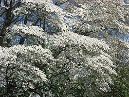 山茱萸樹枝,山茱萸,步驟天堂