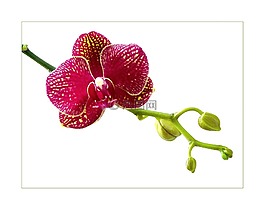 開花,宏,鮮花